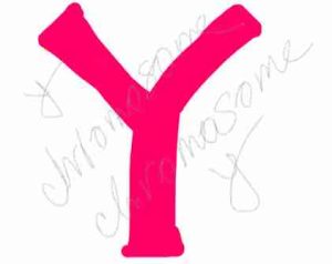 Y