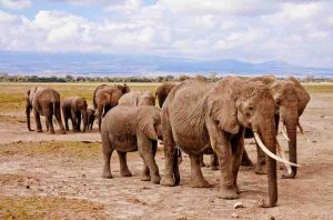 How War Gave Elephants a Tuskless Advantages